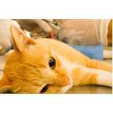 onde agendar consulta veterinária de gatos XIV De Novembro