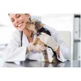 onde encontrar cardiologista para cães e gatos Ramilândia