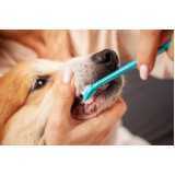 onde encontrar odontologia para cães e gatos Corbélia