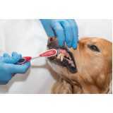 onde encontrar odontologia para pets Braganey