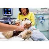onde faz ultrassom veterinário para cães Braganey