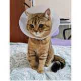 onde fazer cirurgia para gatos Pioneiros Catarinenses