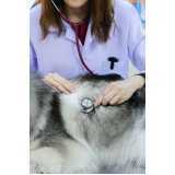 onde marcar consulta veterinária para animais Santo Onofre