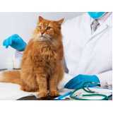 onde marcar consulta veterinária para gatos Anahy