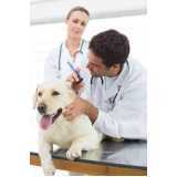 onde tem dermatologista para cães de grande porte Nova Santa Rosa