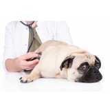 onde tem gastroenterologia para cães e gatos Interlagos