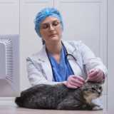 onde tem medicina especializada em felinos Medianeira