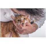 onde tem medicina preventiva para gatos de estimação Coqueiral