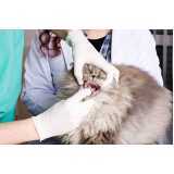 onde tem odontologia para gatos Santa Felicidade