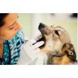 onde tem odontologia para pets Canadá