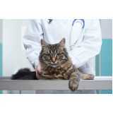 onde tem ortopedista para gatos Pioneiros Catarinenses