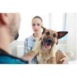 onde tem tratamento veterinário com células tronco para cães Catanduvas