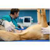onde tem urologia para cães Pioneiros Catarinenses