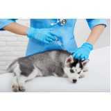 onde tem vacina antirrábica para cães Centro de Toledo
