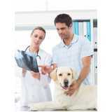 ortopedia animal clínica Nova Aurora
