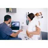 ortopedia para animais de pequeno porte Nova Santa Rosa