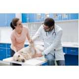 ortopedia para cachorro clínica XIV De Novembro