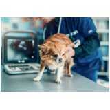 ortopedia para cachorro de pequeno porte Assis