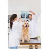 ortopedia para cães de grande porte Conjunto Habitacional Britânia