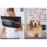 ortopedista de cachorro clínica Braganey