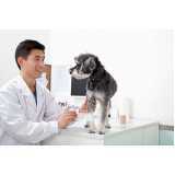 ortopedista para cachorro clínica Jardim Santa Maria