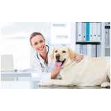 ortopedista para cachorro Cascavel