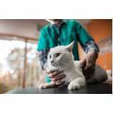 ortopedista para gatos agendar Santa Cruz