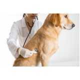 Cardiologista para Pet