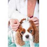 sessão de acupuntura em cães e gatos Boa Vista da Aparecida