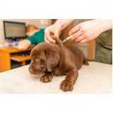 tratamento com células tronco para doença de cachorro clínica Jardim Coopagro