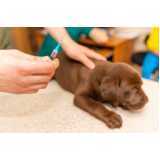 tratamento com células tronco para doença de cachorro Tupãssi