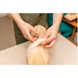 tratamento veterinário com células tronco para cachorros clínica Morumbi
