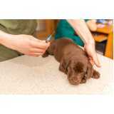 tratamento veterinário com células tronco para cachorros Centro de Cascavel