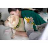 tratamento veterinário com células tronco para cães clínica Tupãssi