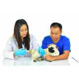 tratamento veterinário de olho seco com células tronco clínica Guaraniaçu