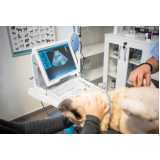 ultrassom dentário veterinário clínica Céu Azul