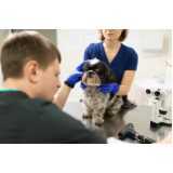 ultrassom veterinário para cães Quatro Pontes