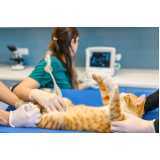 ultrassom veterinário para grandes animais clínica Medianeira