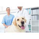 urologia de cachorro Conjunto Habitacional Britânia