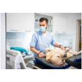 urologia para cães marcar Novo Sarandi