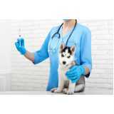 vacina antirrábica para cães marcar Santa Lúcia