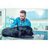 vacina antirrábica para cães Canadá
