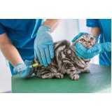 vacina antirrábica para gato agendar Canadá