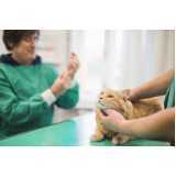 vacina antirrábica para gato Jardim Cassandra
