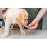 vacina contra raiva em cachorro agendar Boa Vista da Aparecida