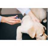 vacina contra raiva em cachorro Vila Industrial