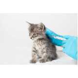 vacina de raiva para gatos agendar Pioneiros Catarinenses