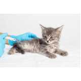 vacina para filhote de gato agendar Diamante do Sul