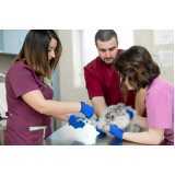 vacina para gato v4 Centro de Toledo