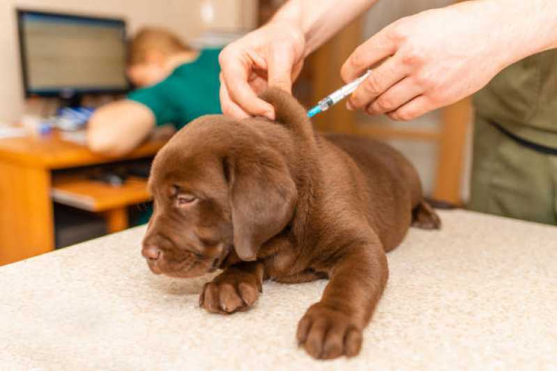 Tratamento com Células Tronco para Doença de Cachorro Clínica Vila Industrial - Tratamento Veterinário Células Tronco